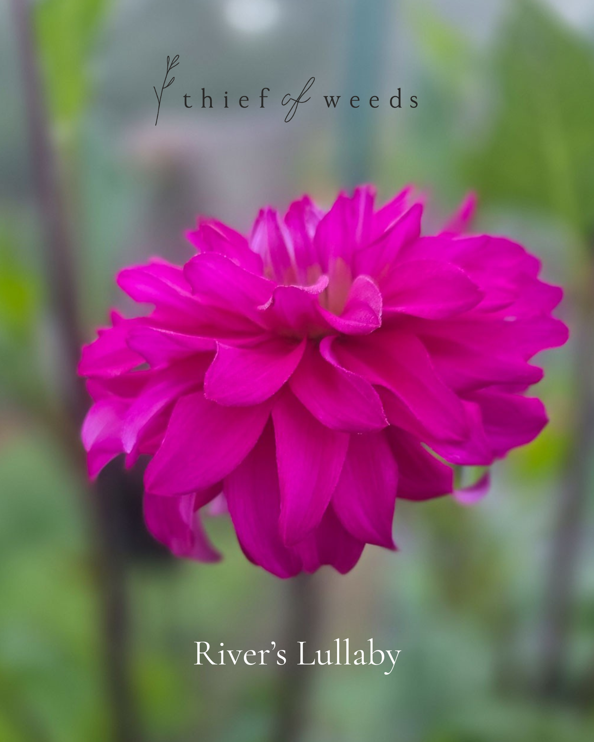 River's Lullaby