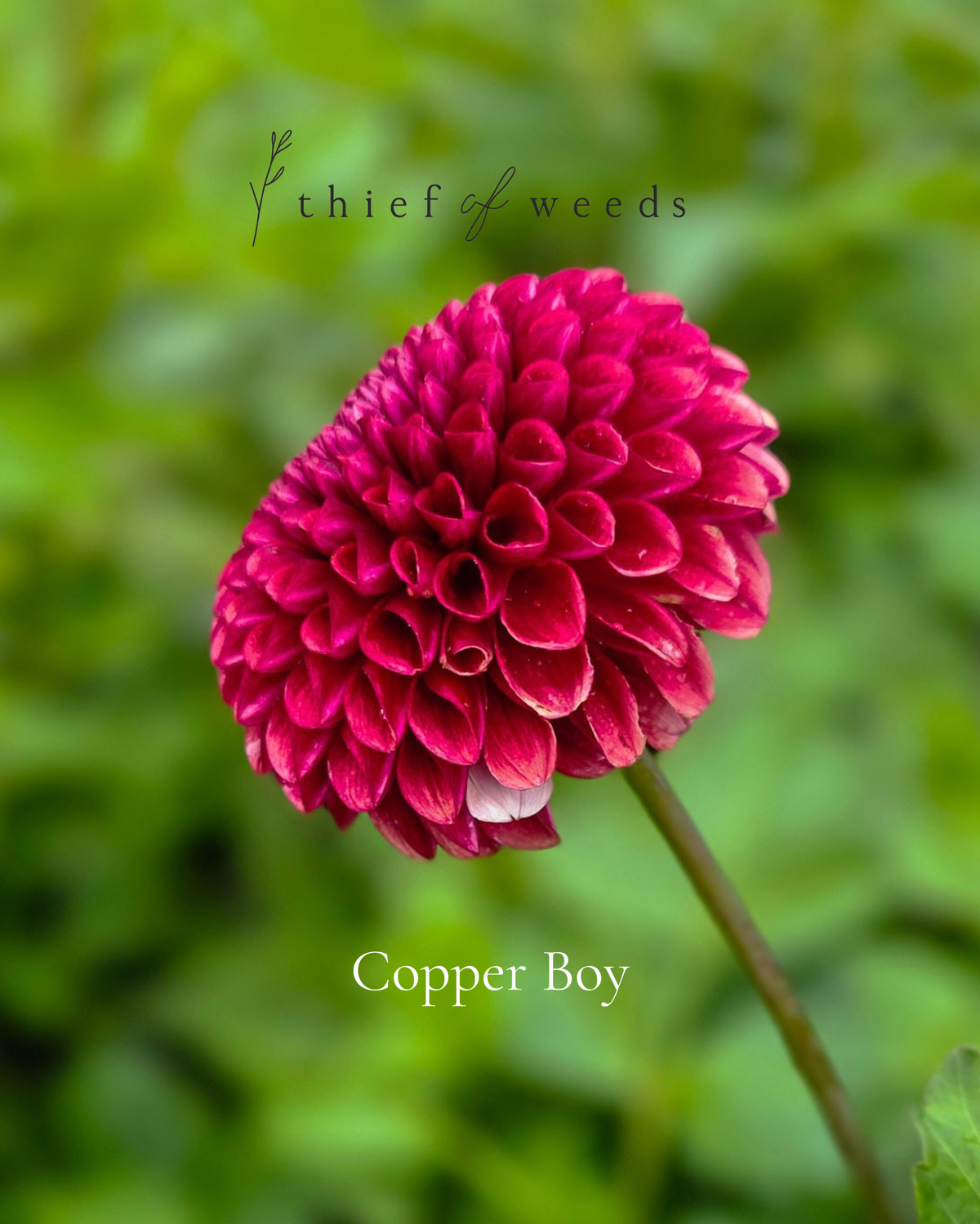 Copper Boy