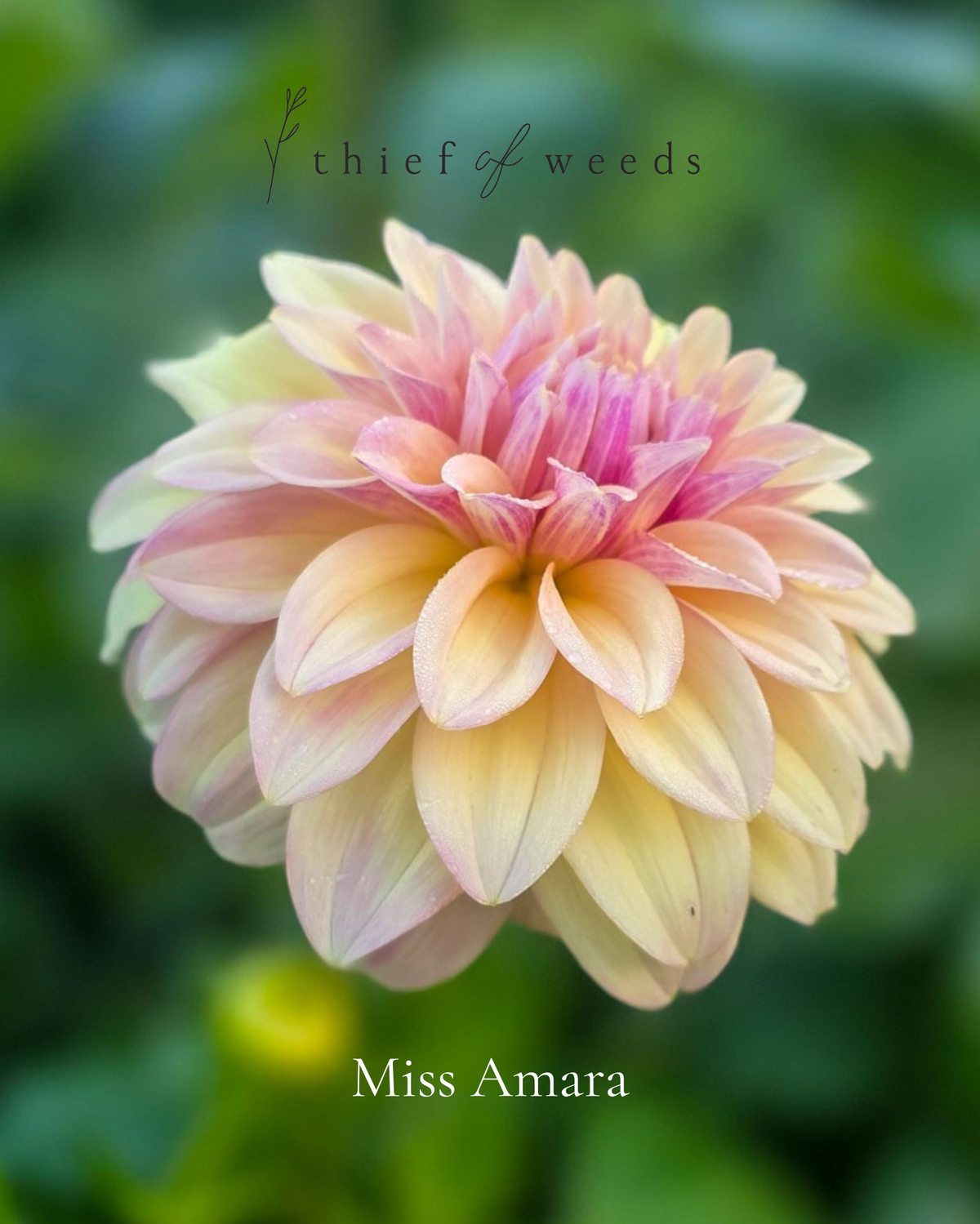 Miss Amara