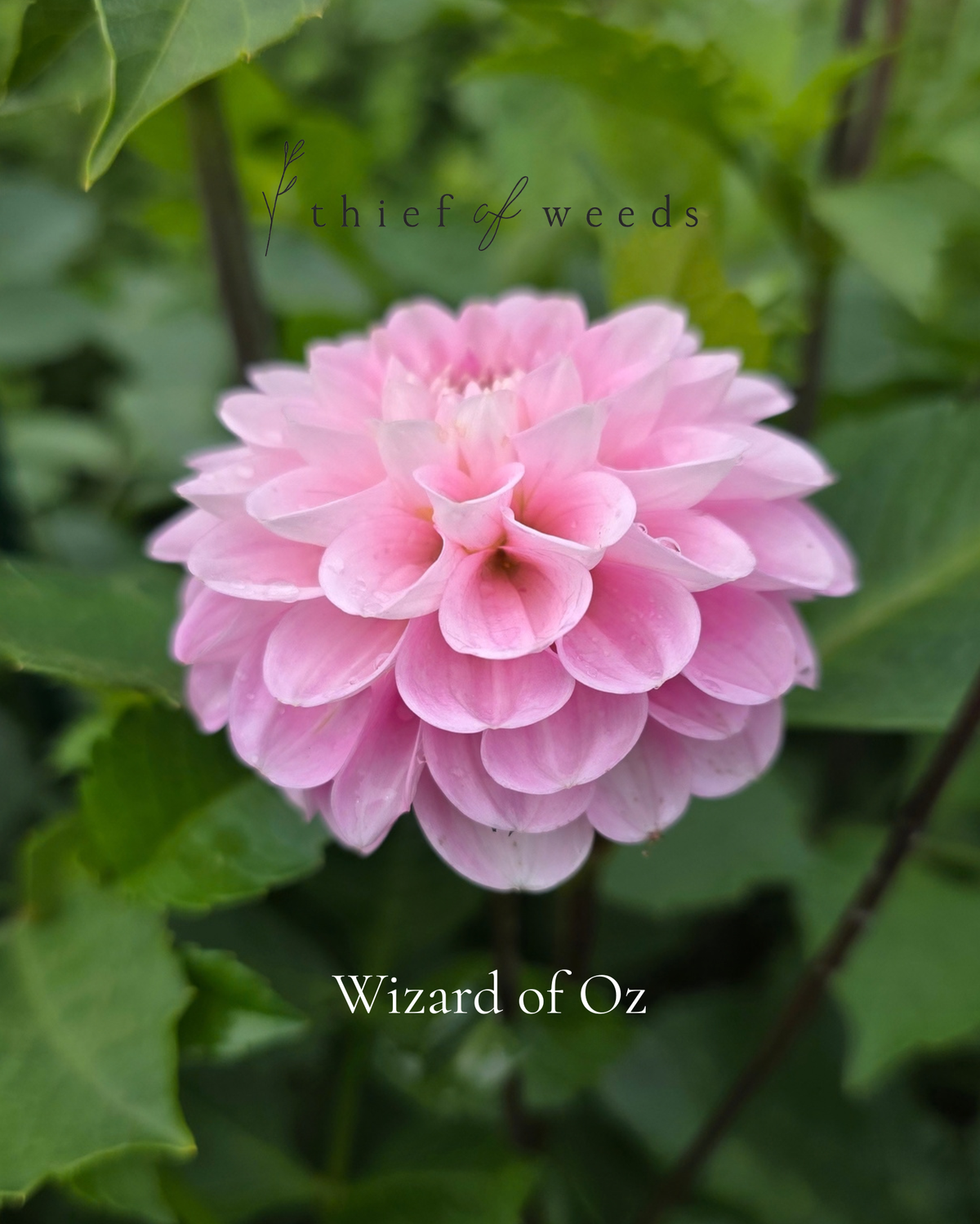 Wizard of Oz