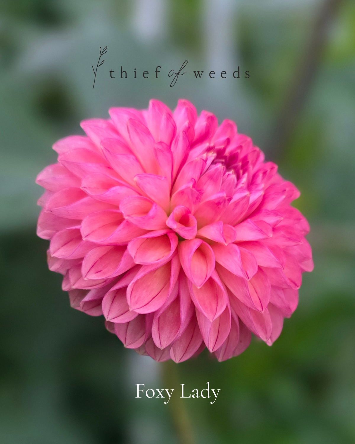 Foxy Lady