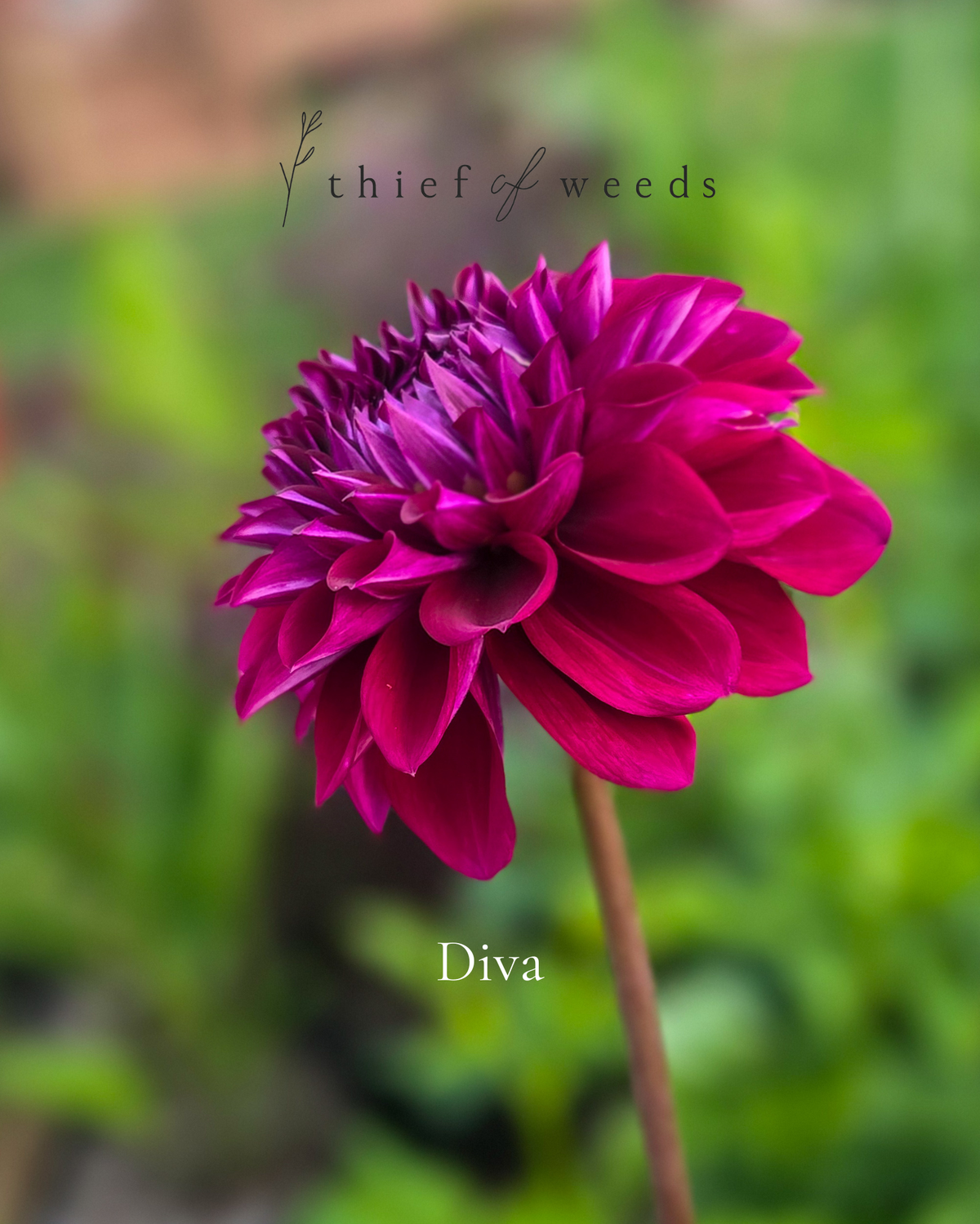 Diva