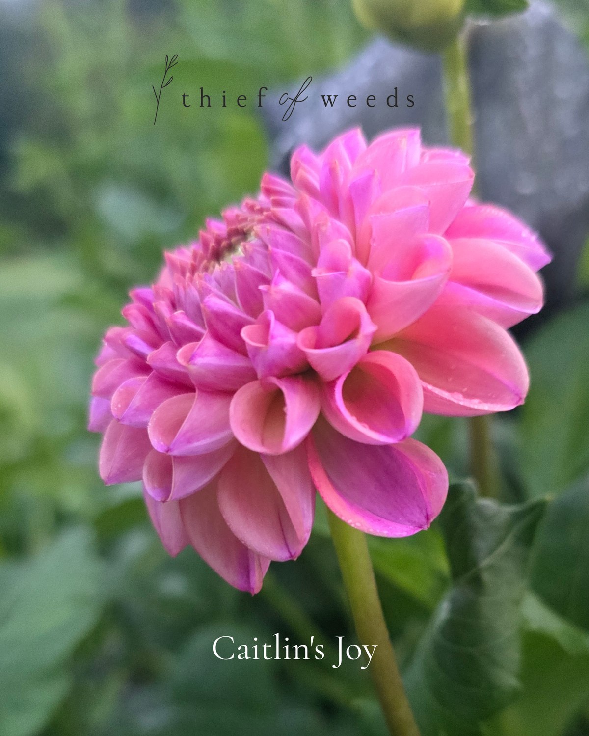 Caitlin's Joy