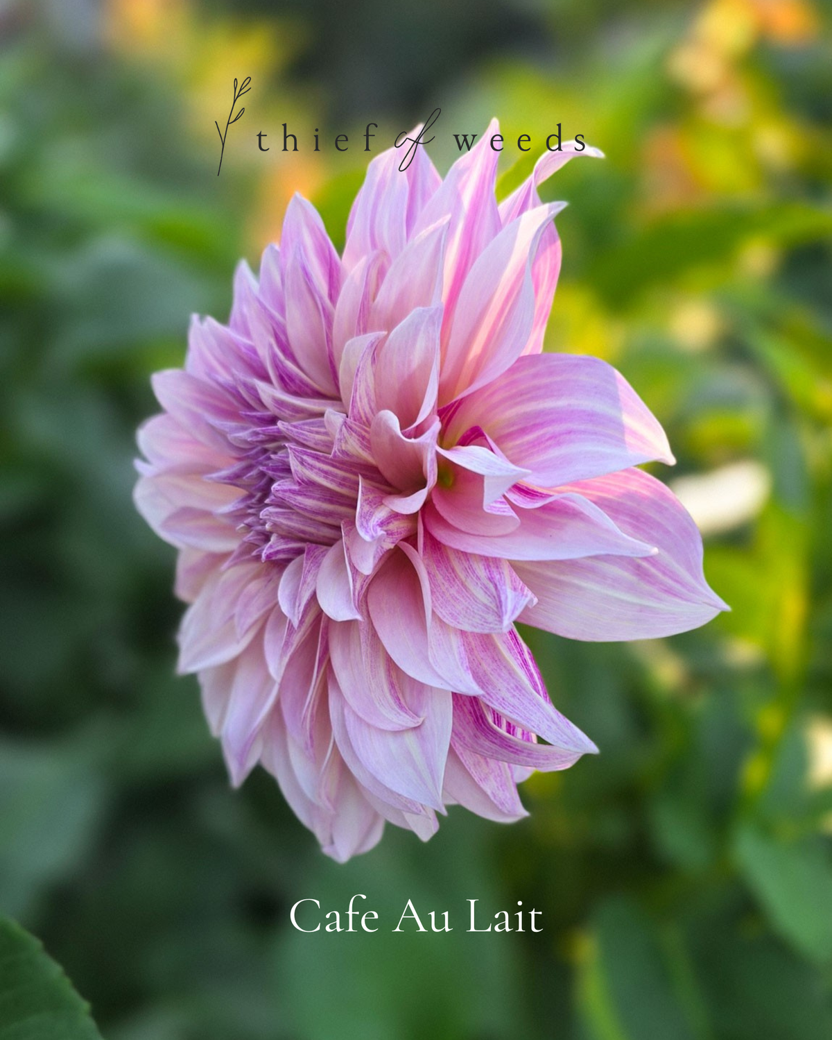 Cafe Au Lait