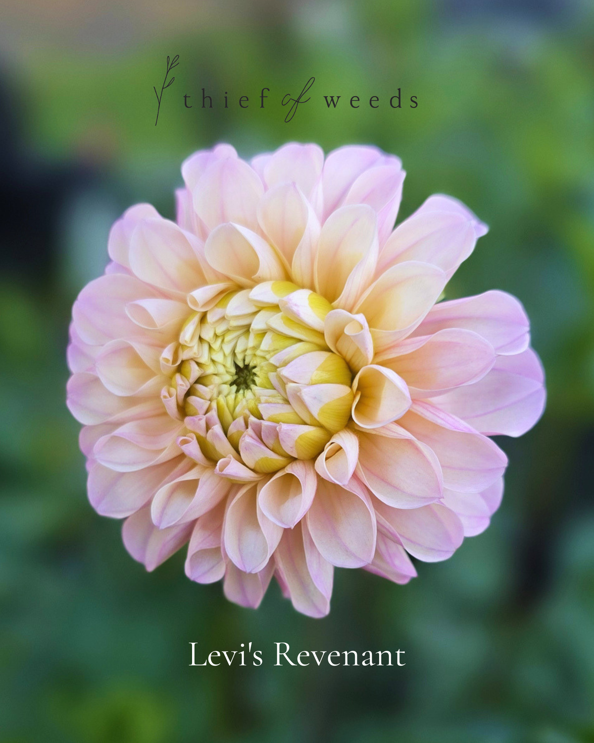 Levi's Revenant