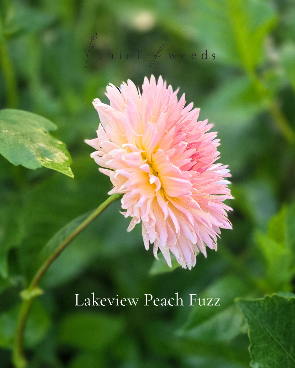 Lakeview Peach Fuzz