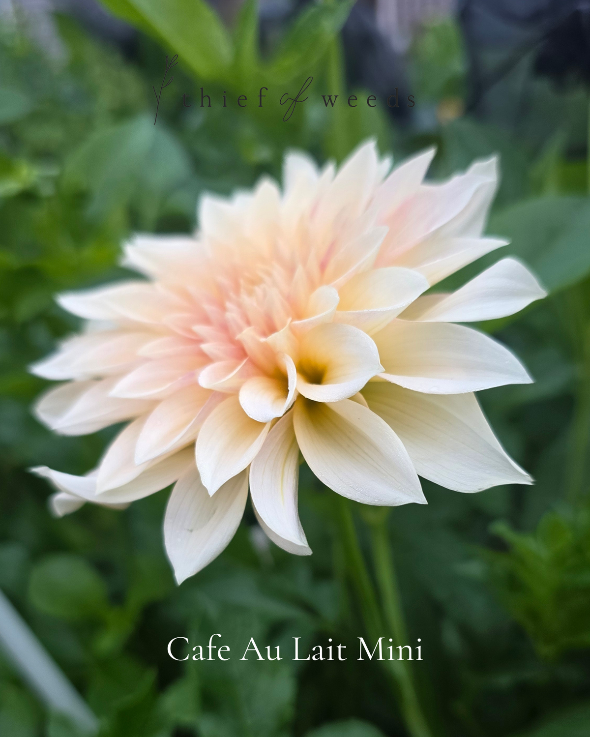 Cafe Au Lait Mini