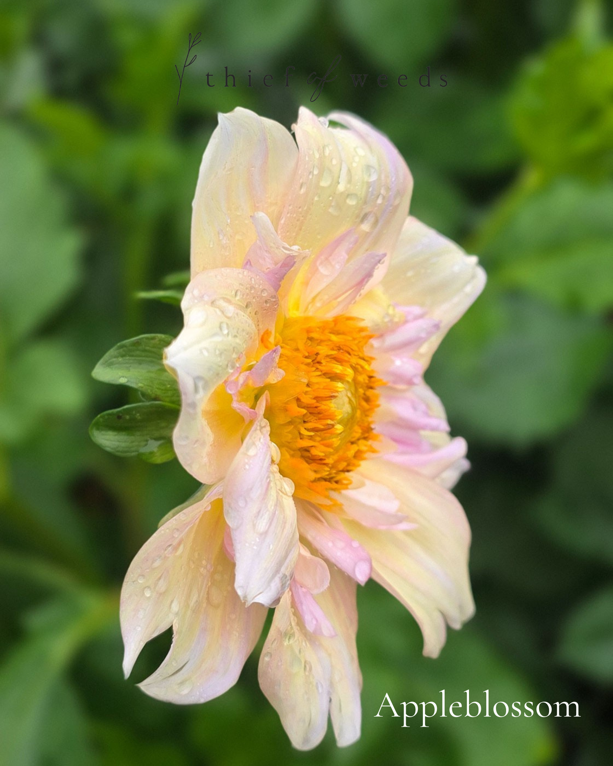 Appleblossom