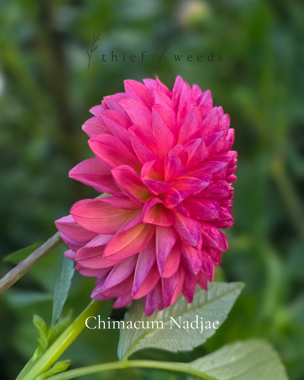 Chimacum Nadjae