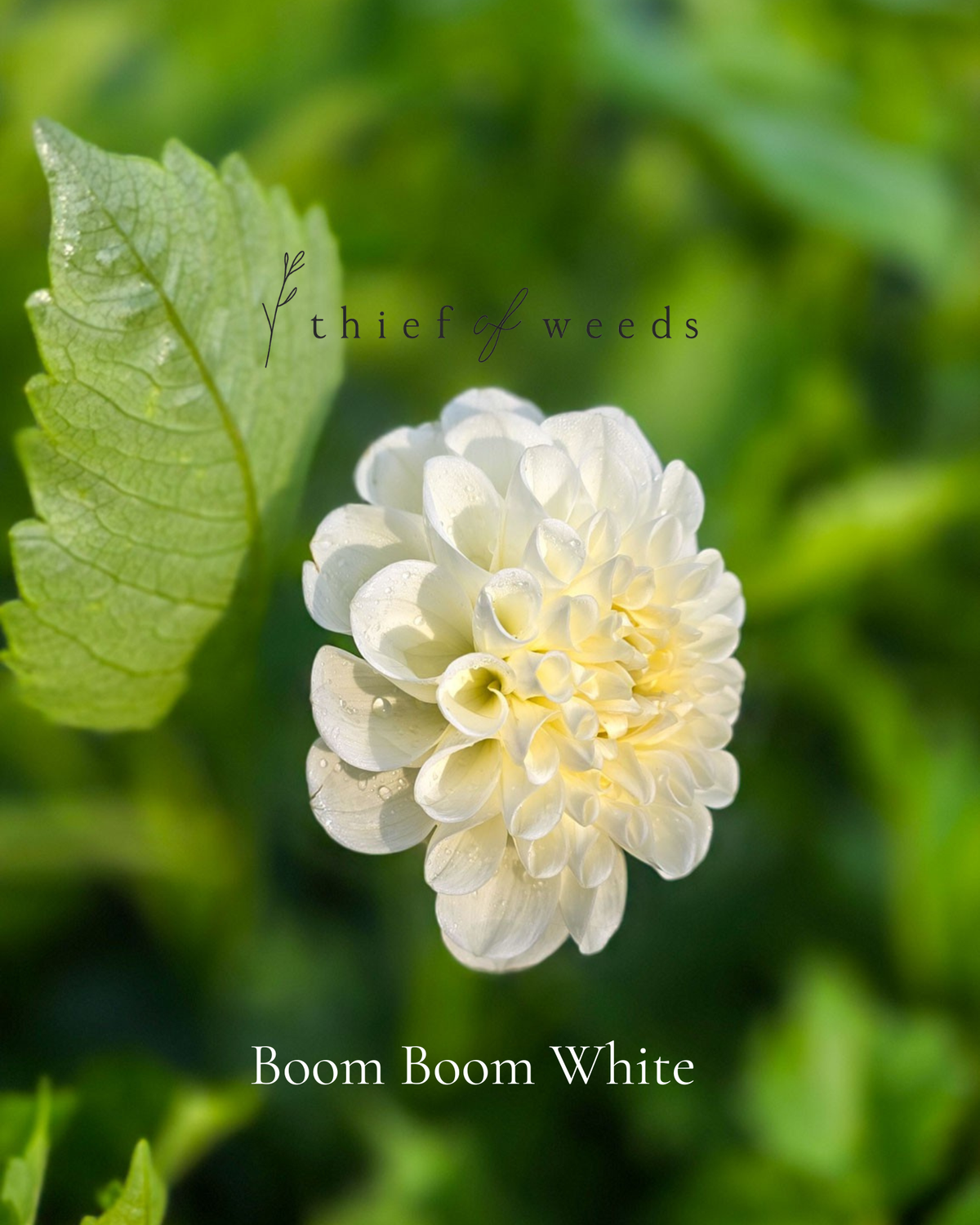 Boom Boom White