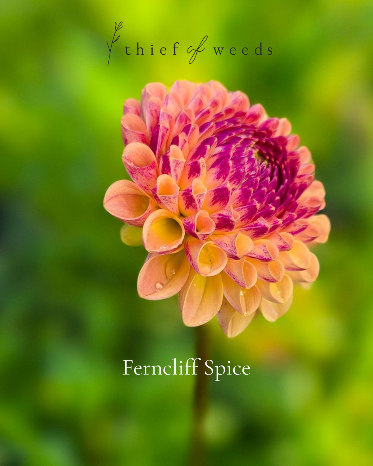 Ferncliff Spice
