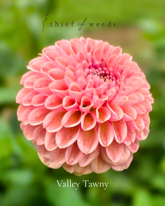 Valley Tawny