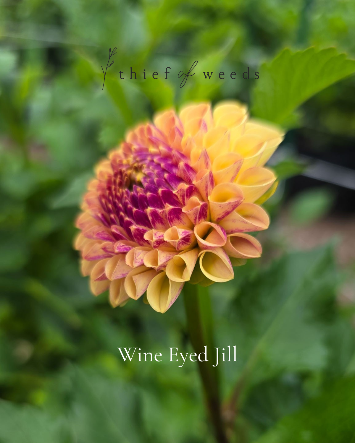 Wine Eyed Jill