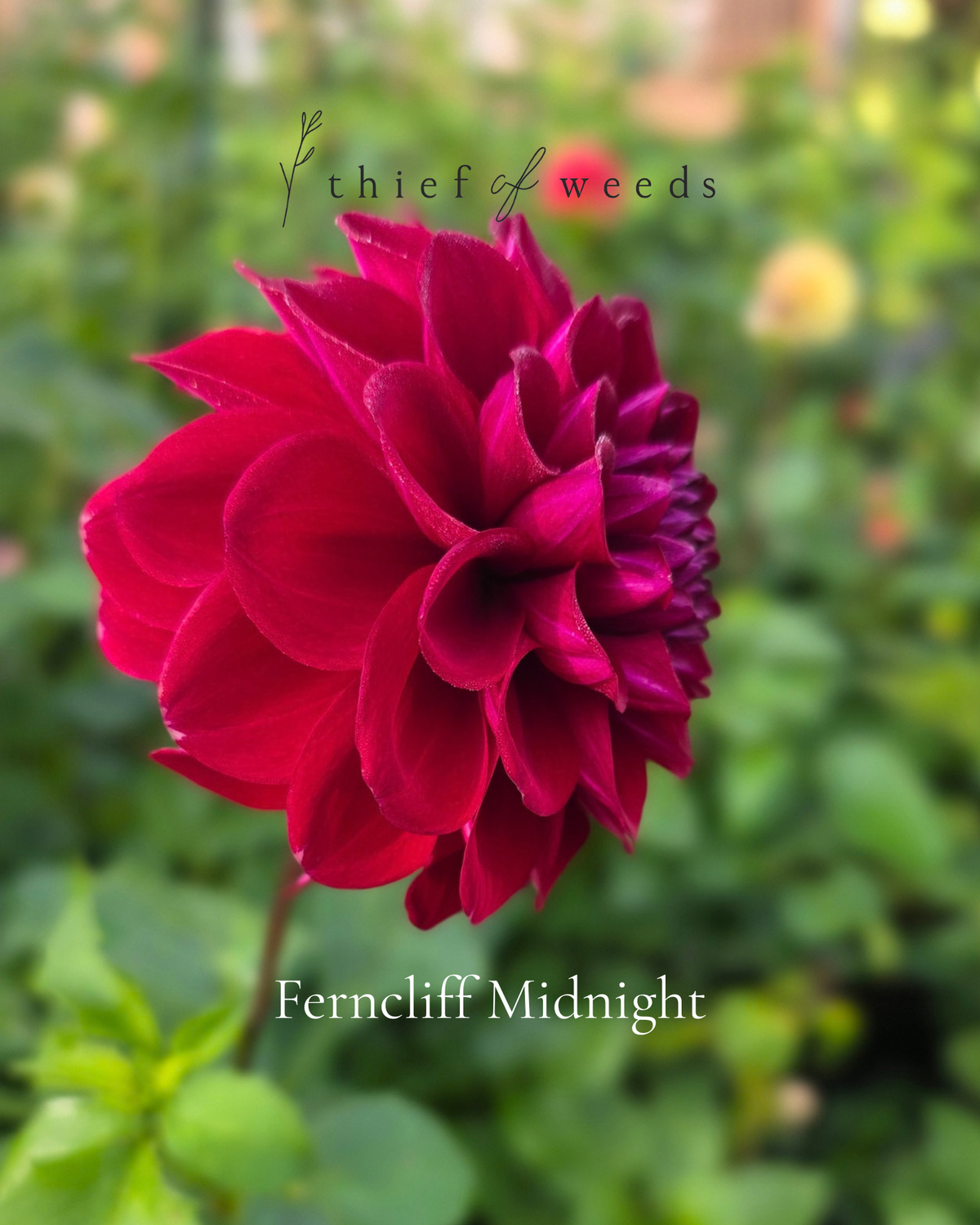 Ferncliff Midnight