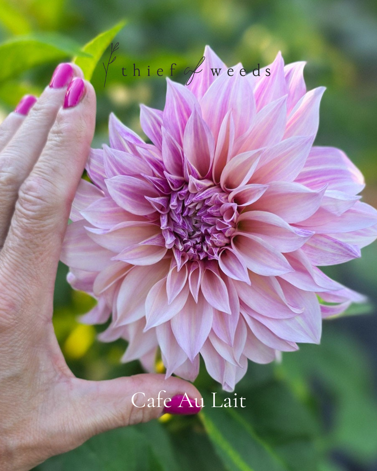 Cafe Au Lait
