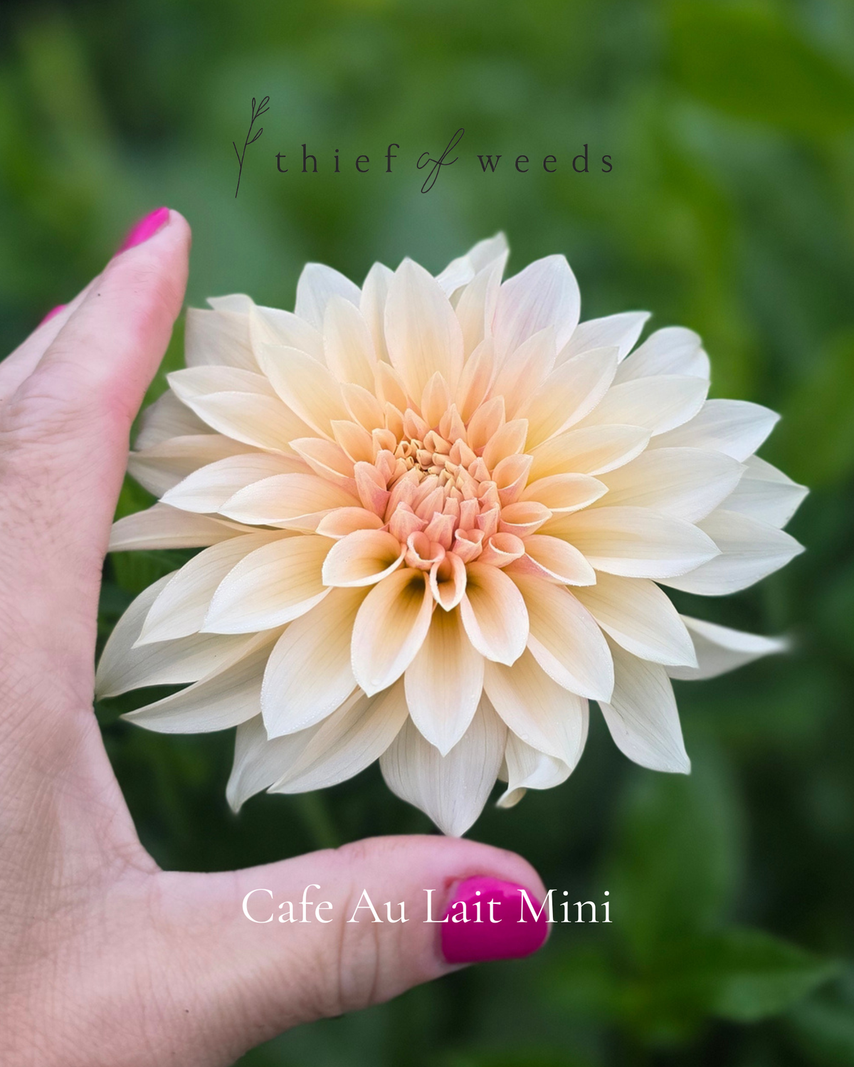 Cafe Au Lait Mini