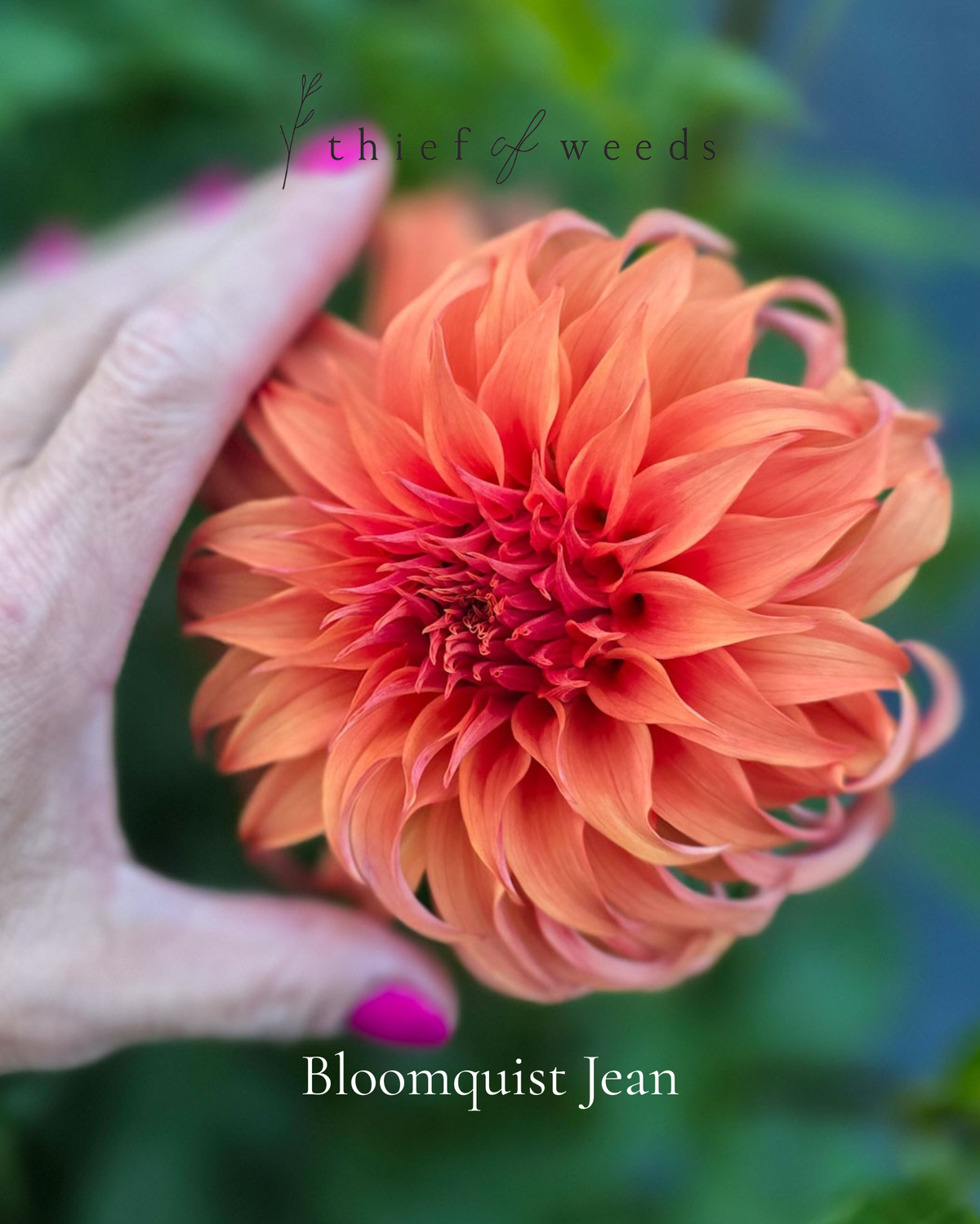 Bloomquist Jean