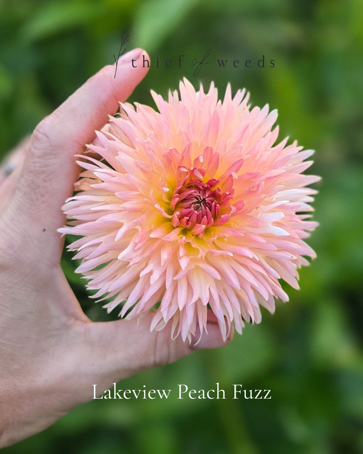 Lakeview Peach Fuzz