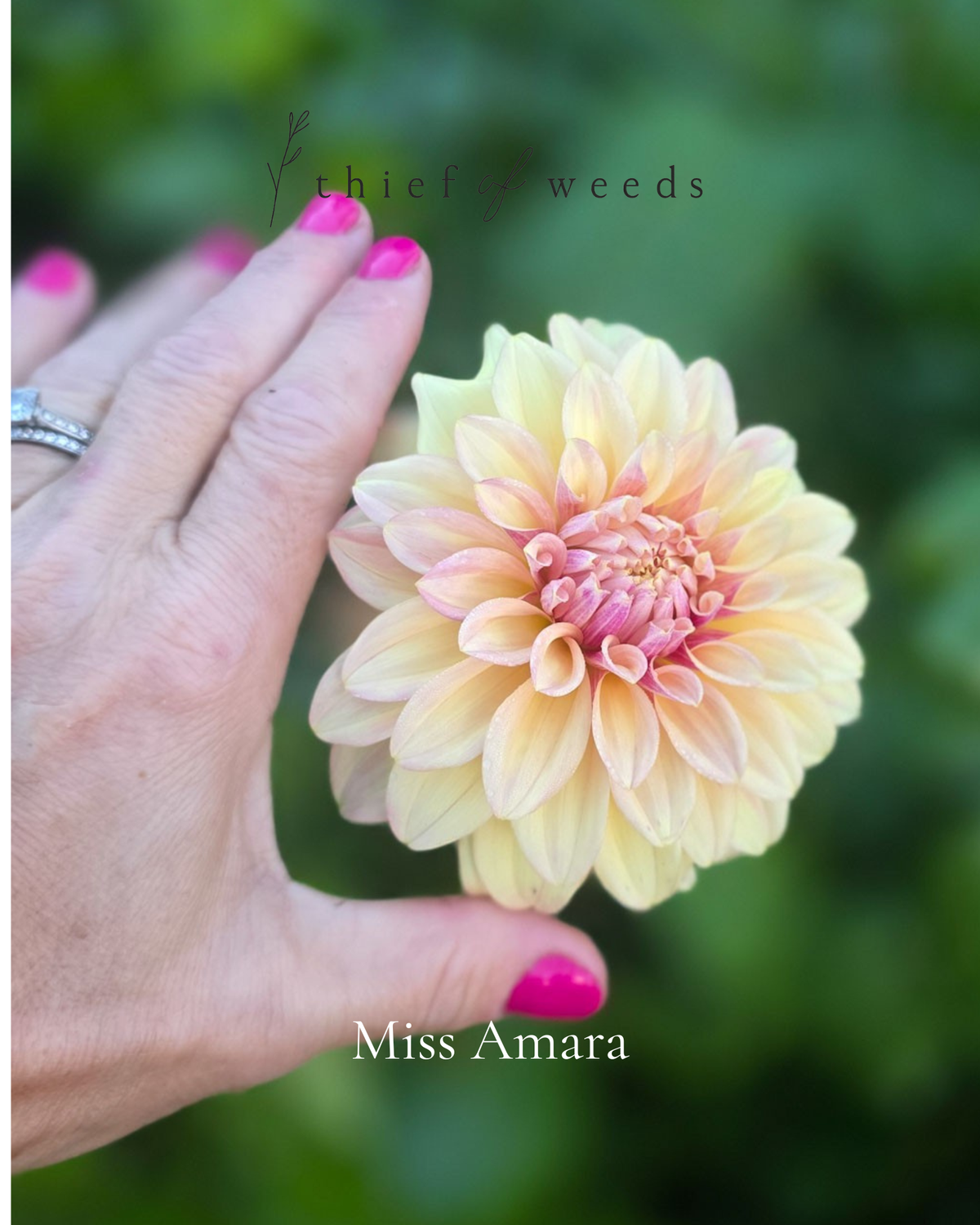 Miss Amara