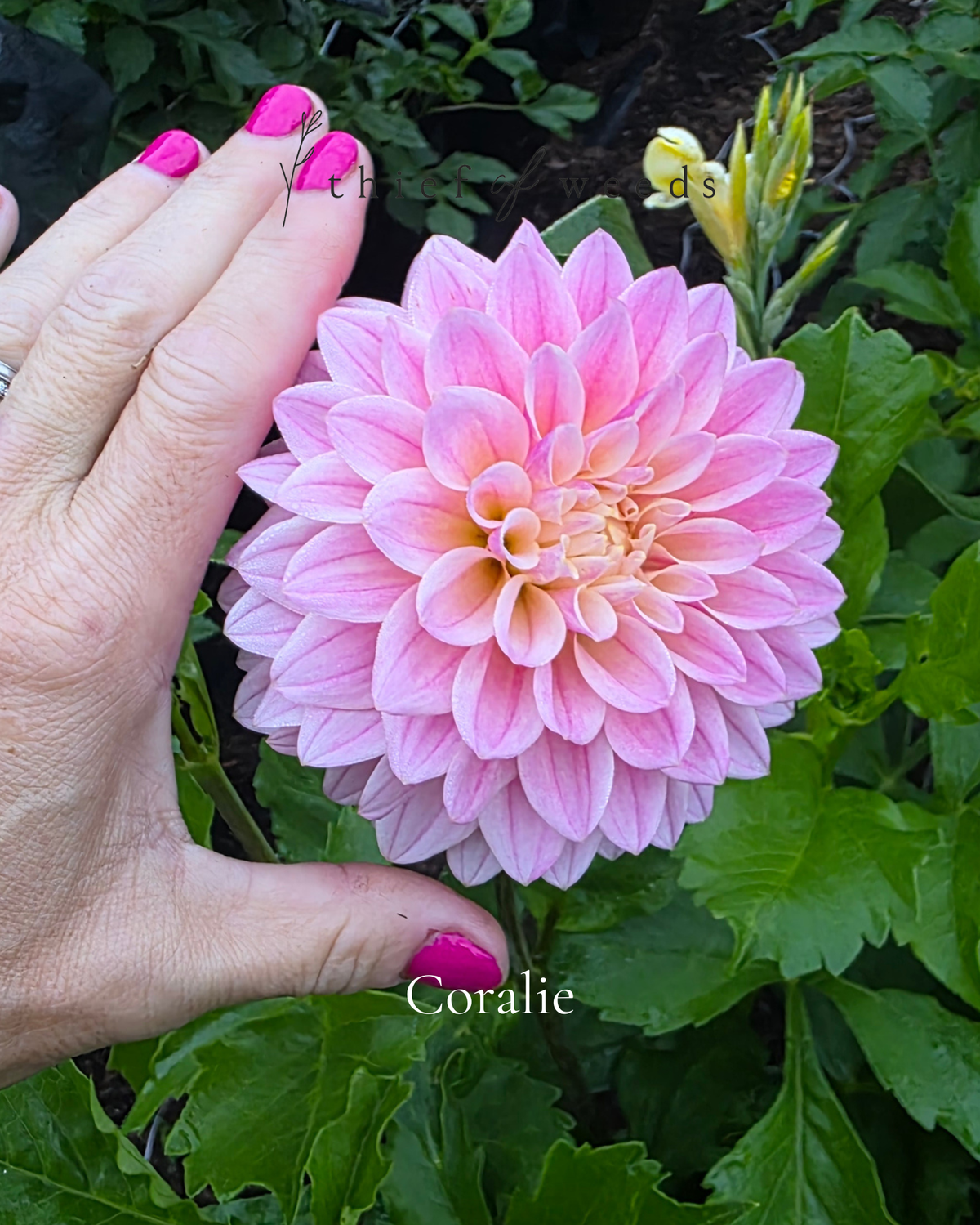 Coralie