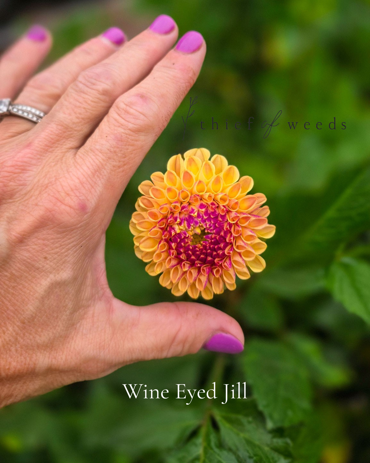 Wine Eyed Jill
