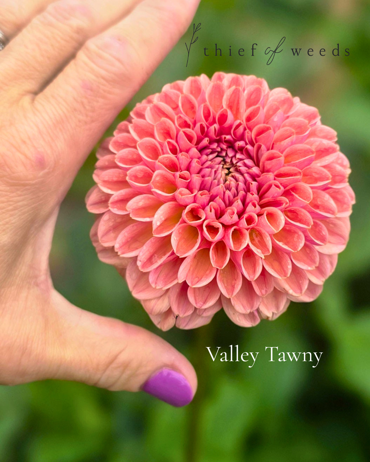 Valley Tawny