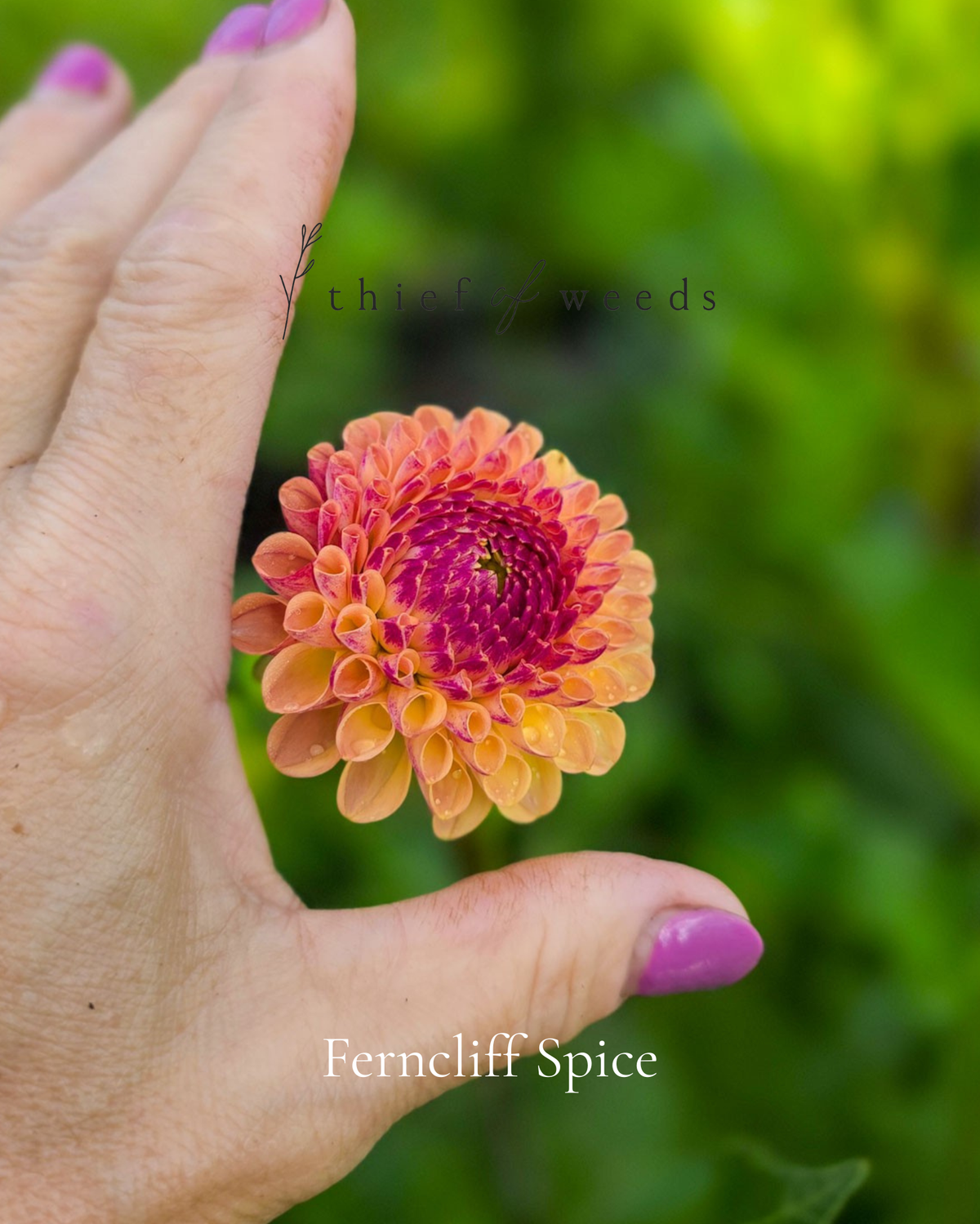Ferncliff Spice