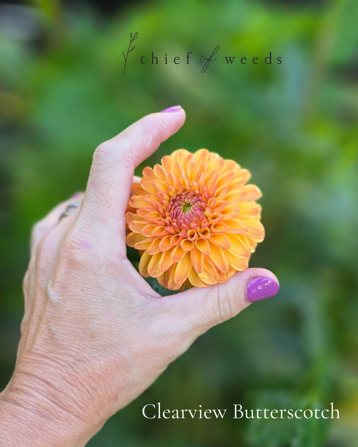 Clearview Butterscotch