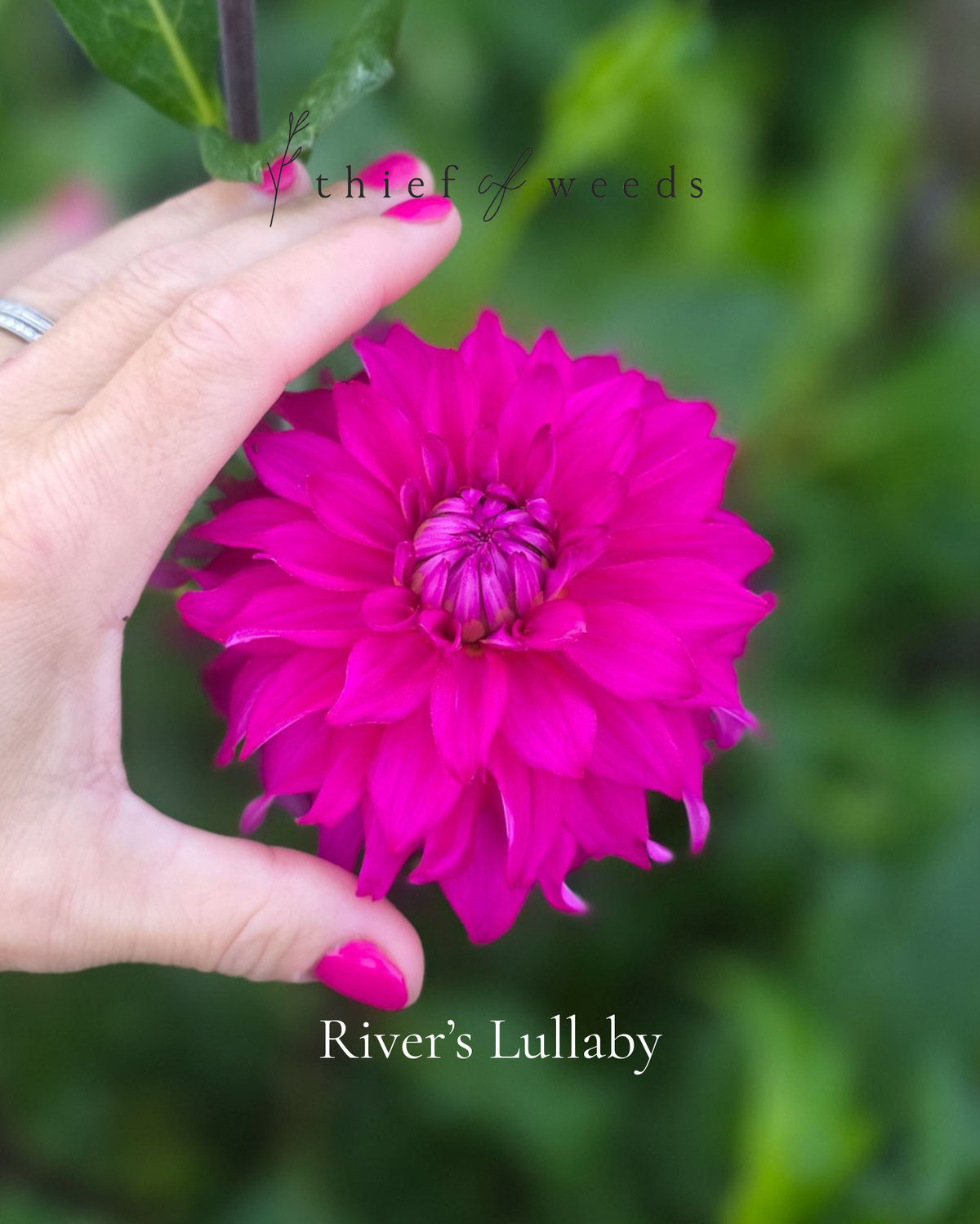River's Lullaby