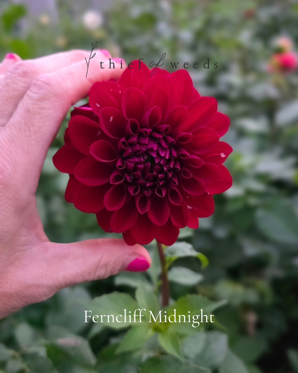 Ferncliff Midnight