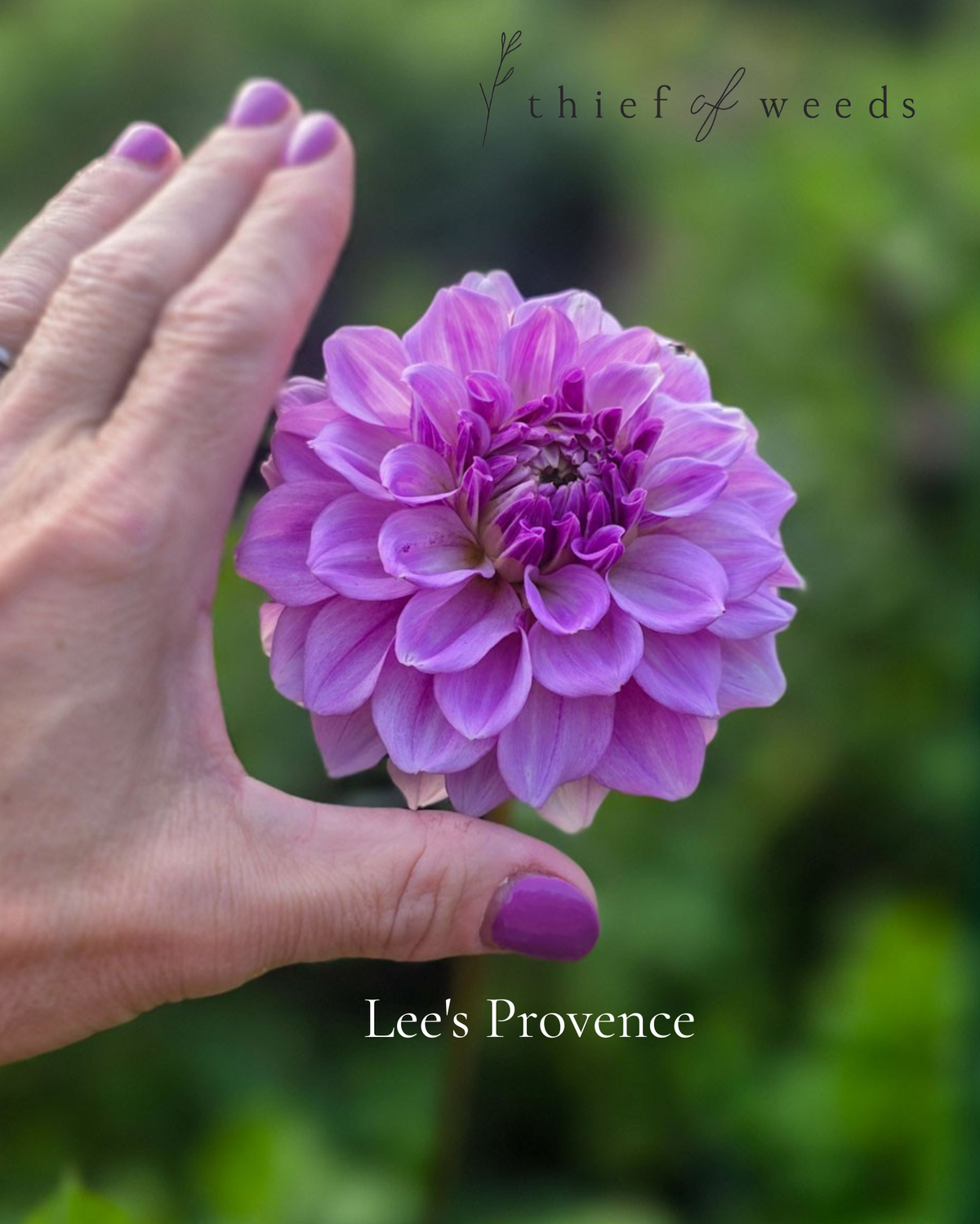 Lee's Provence