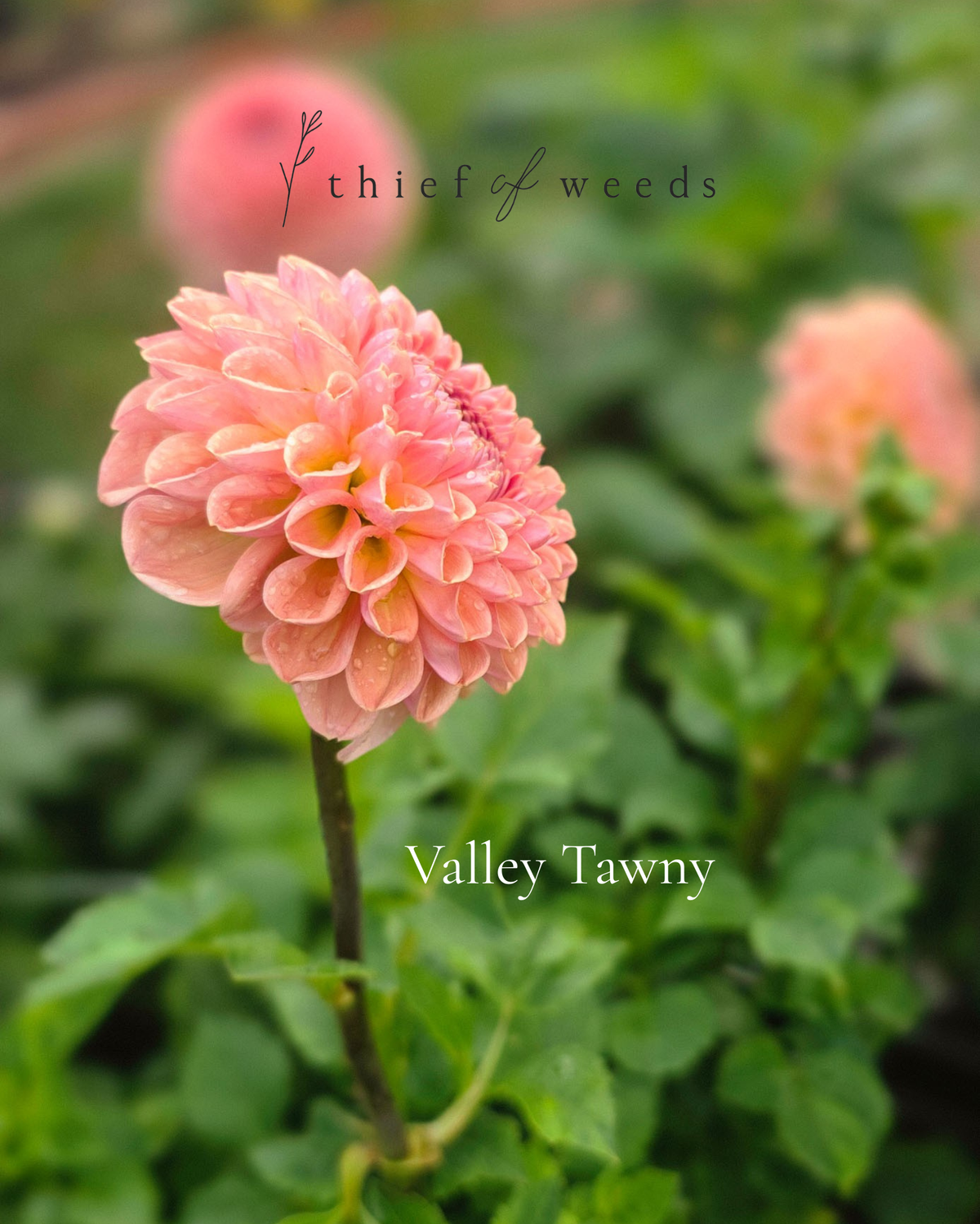 Valley Tawny