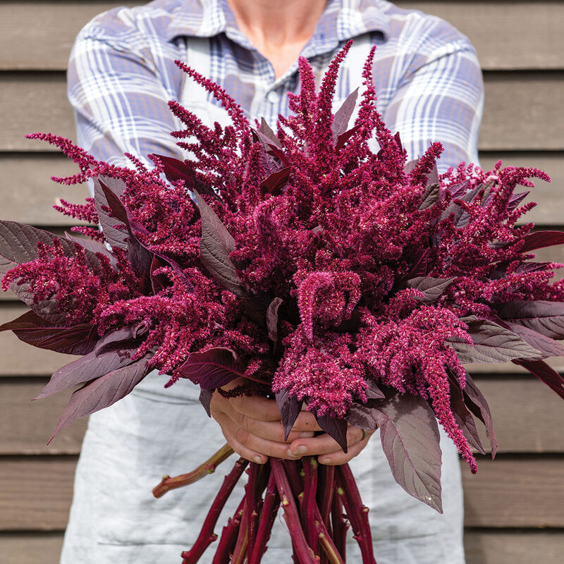 Amaranth | 10 Stems | $15.00