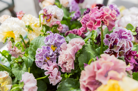 Elegance Antoinette Pansy Collection by Isao Sato