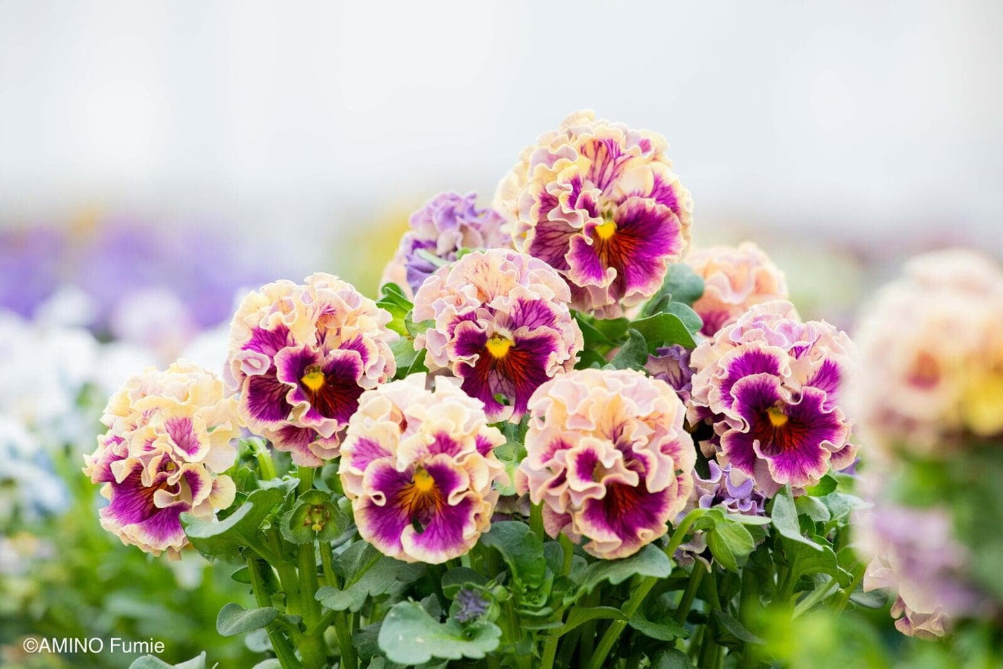 Elegance Antoinette Pansy Collection by Isao Sato