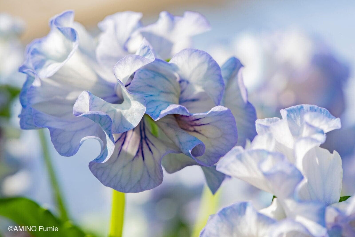 Elegance Antoinette Pansy Collection by Isao Sato