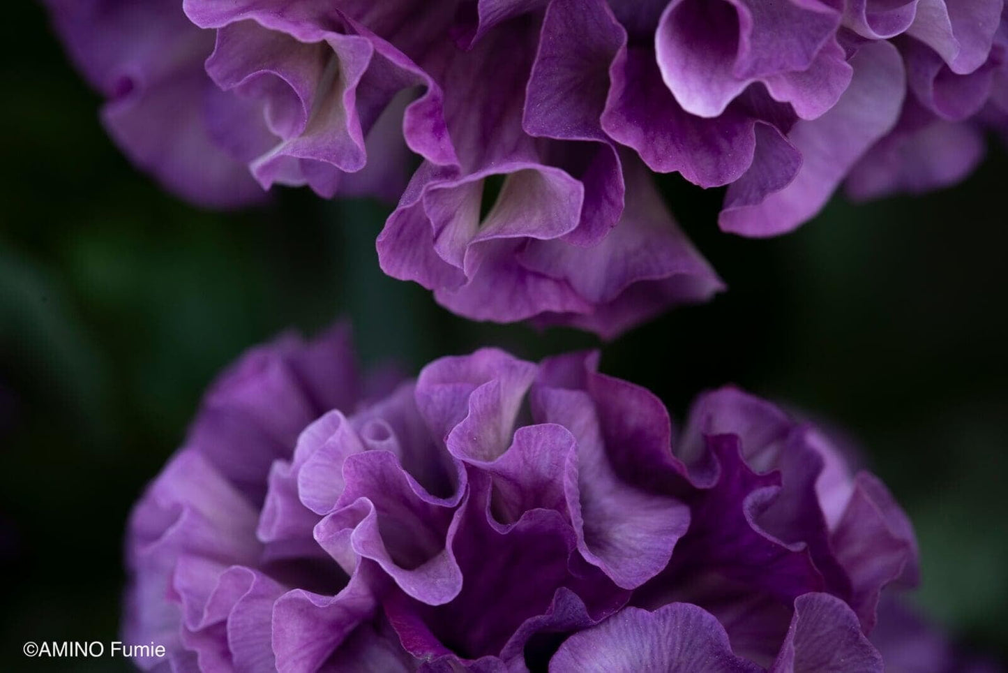 Elegance Antoinette Pansy Collection by Isao Sato