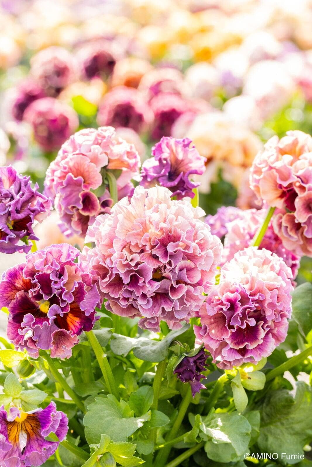 Elegance Antoinette Pansy Collection by Isao Sato