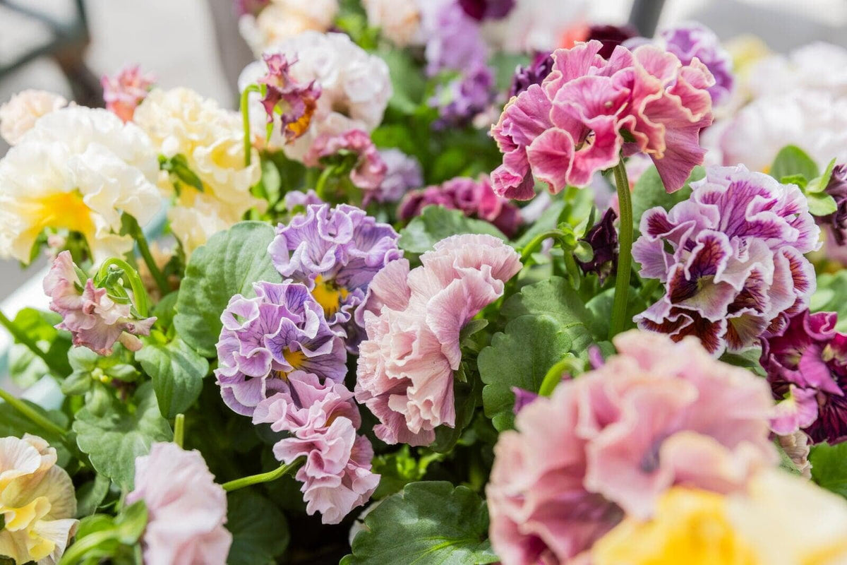 Isao Sato Pansy Collection – 12 Plug Pack