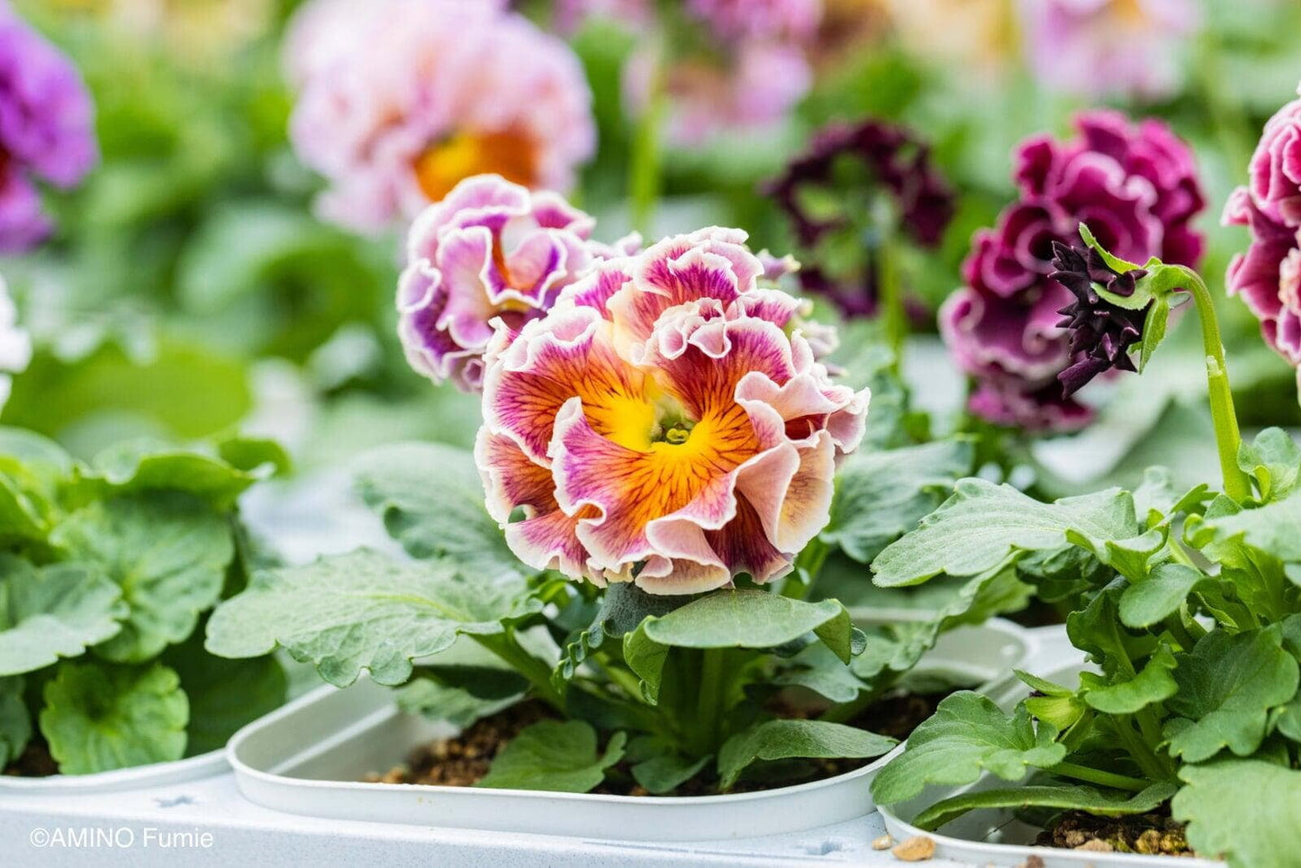 Elegance Antoinette Pansy Collection by Isao Sato