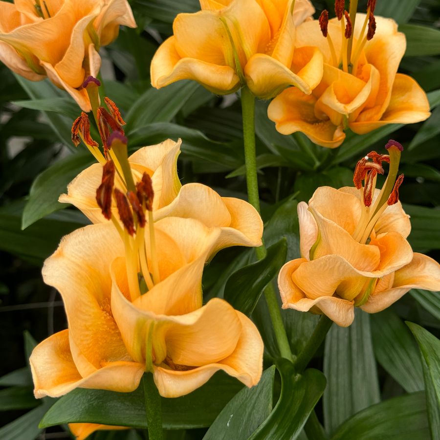 Apricot Fudge Lily | 10 Stems | $16.00 - $19.00