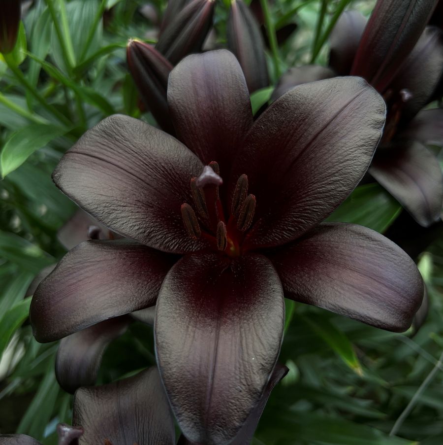 Black Ship Lily | 10 Stems | $16.00 - $19.00