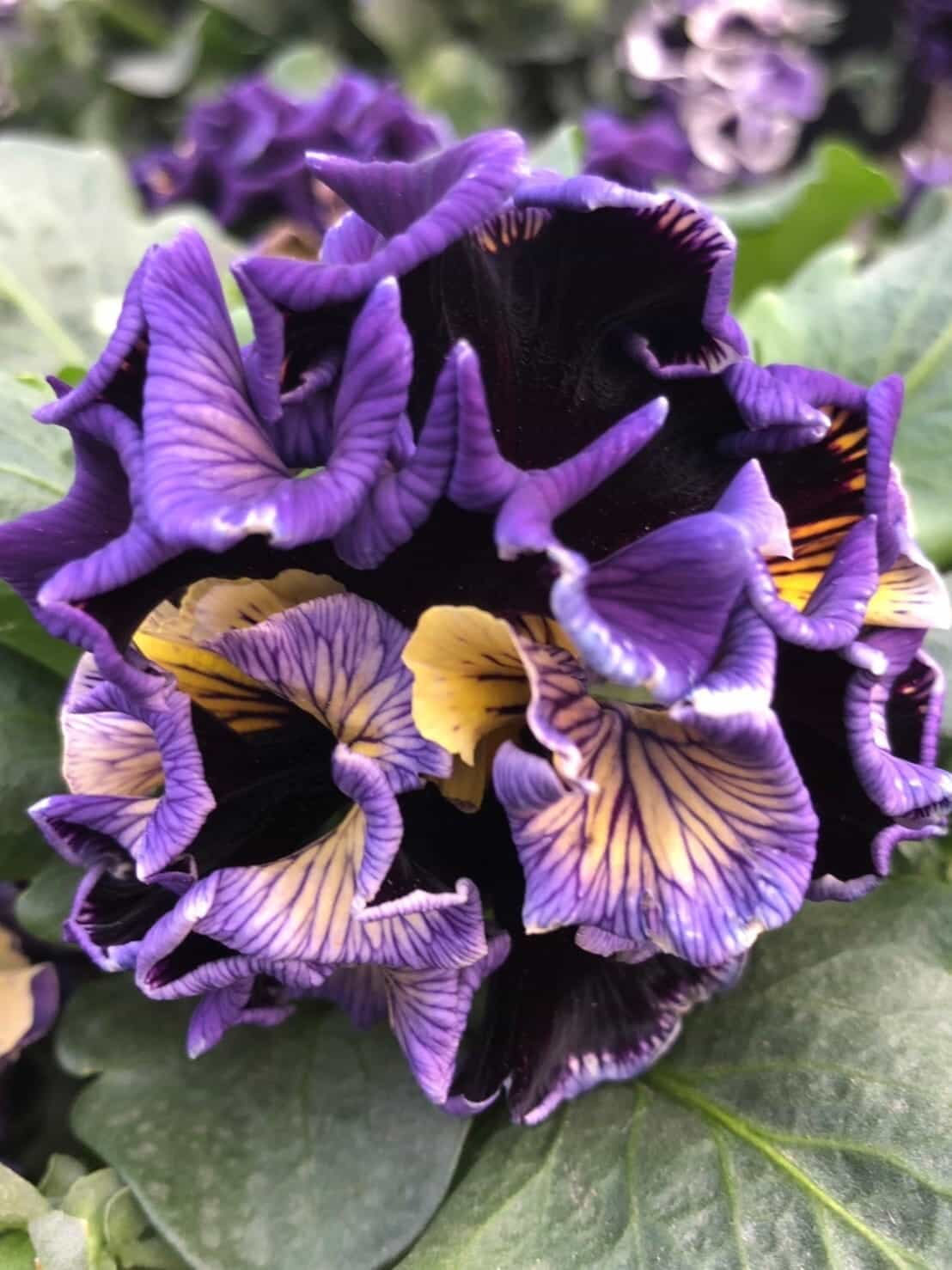 Dawn to Dusk Pansy by Isao Sato