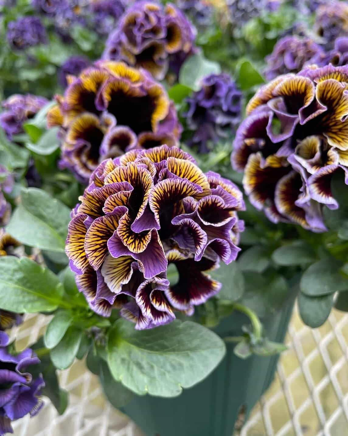 Dawn to Dusk Pansy by Isao Sato