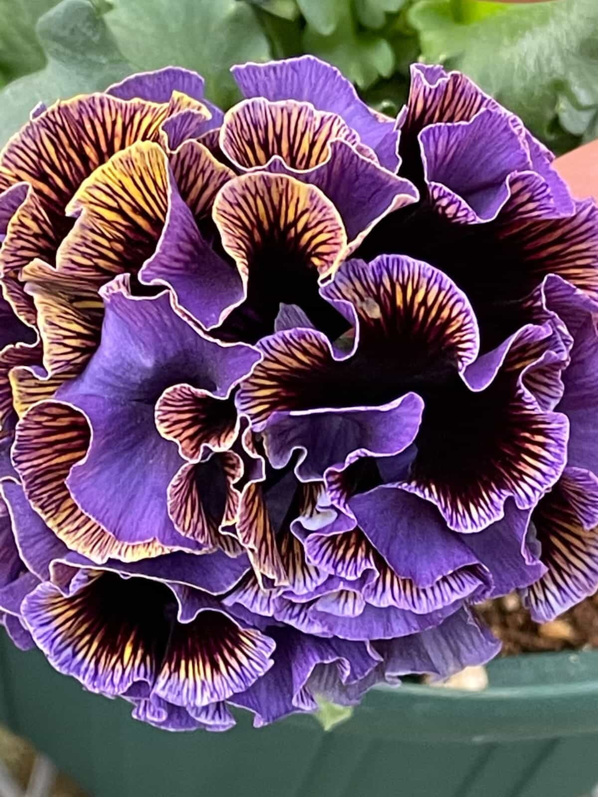 Dawn to Dusk Pansy by Isao Sato