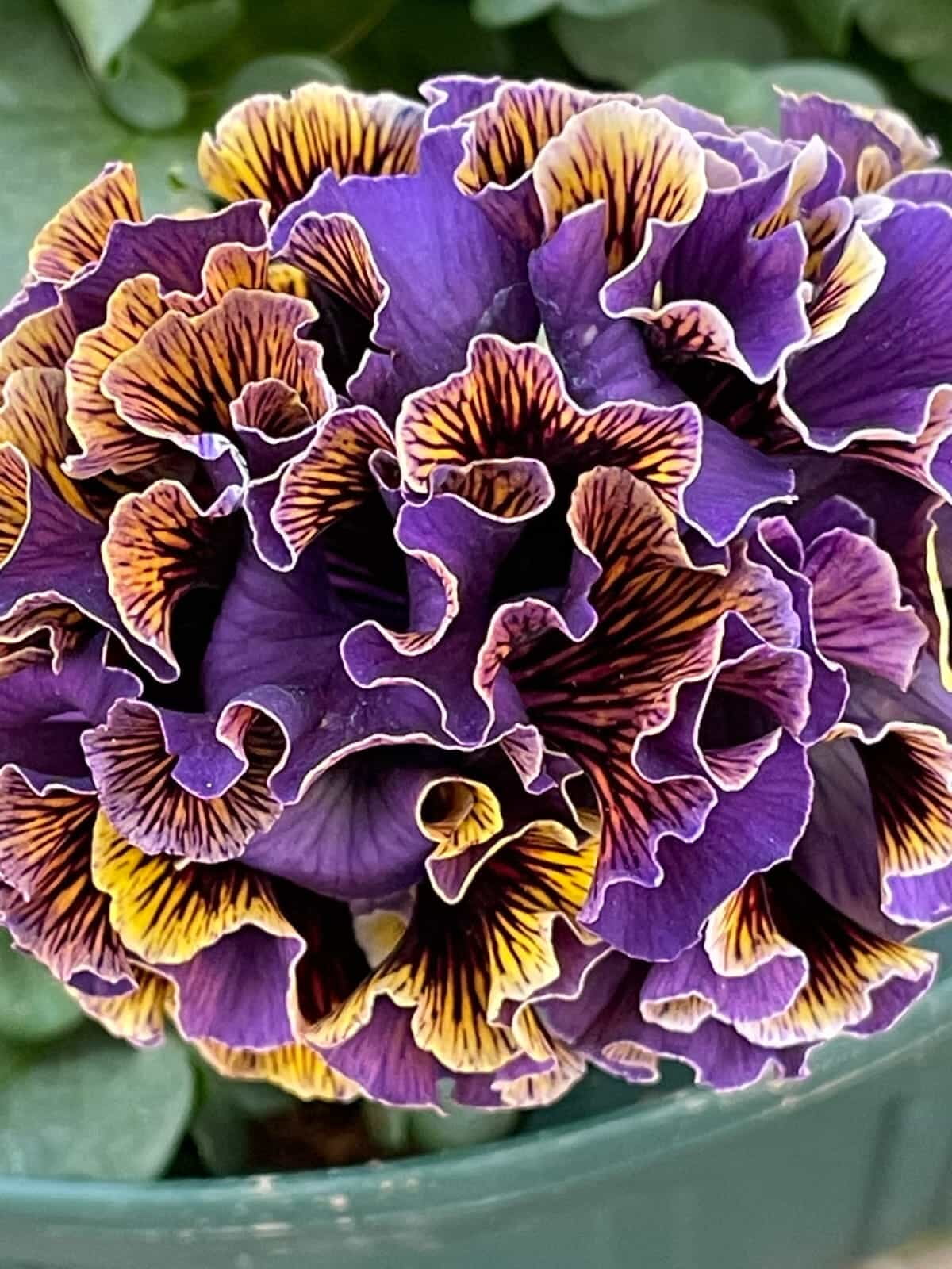 Dawn to Dusk Pansy by Isao Sato