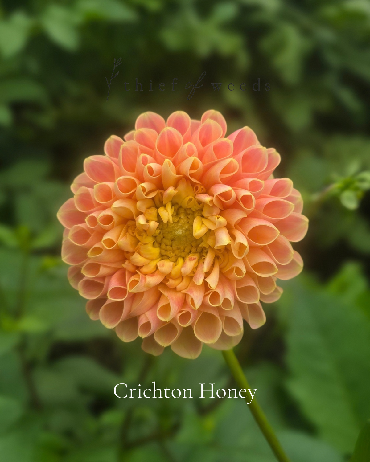 Crichton Honey