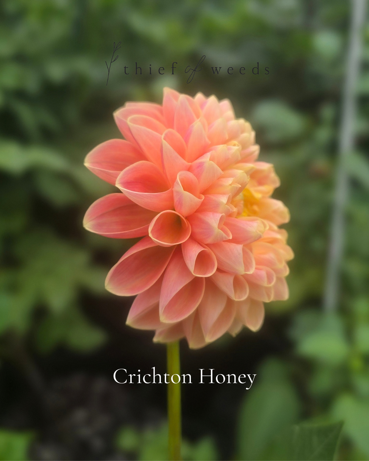 Crichton Honey