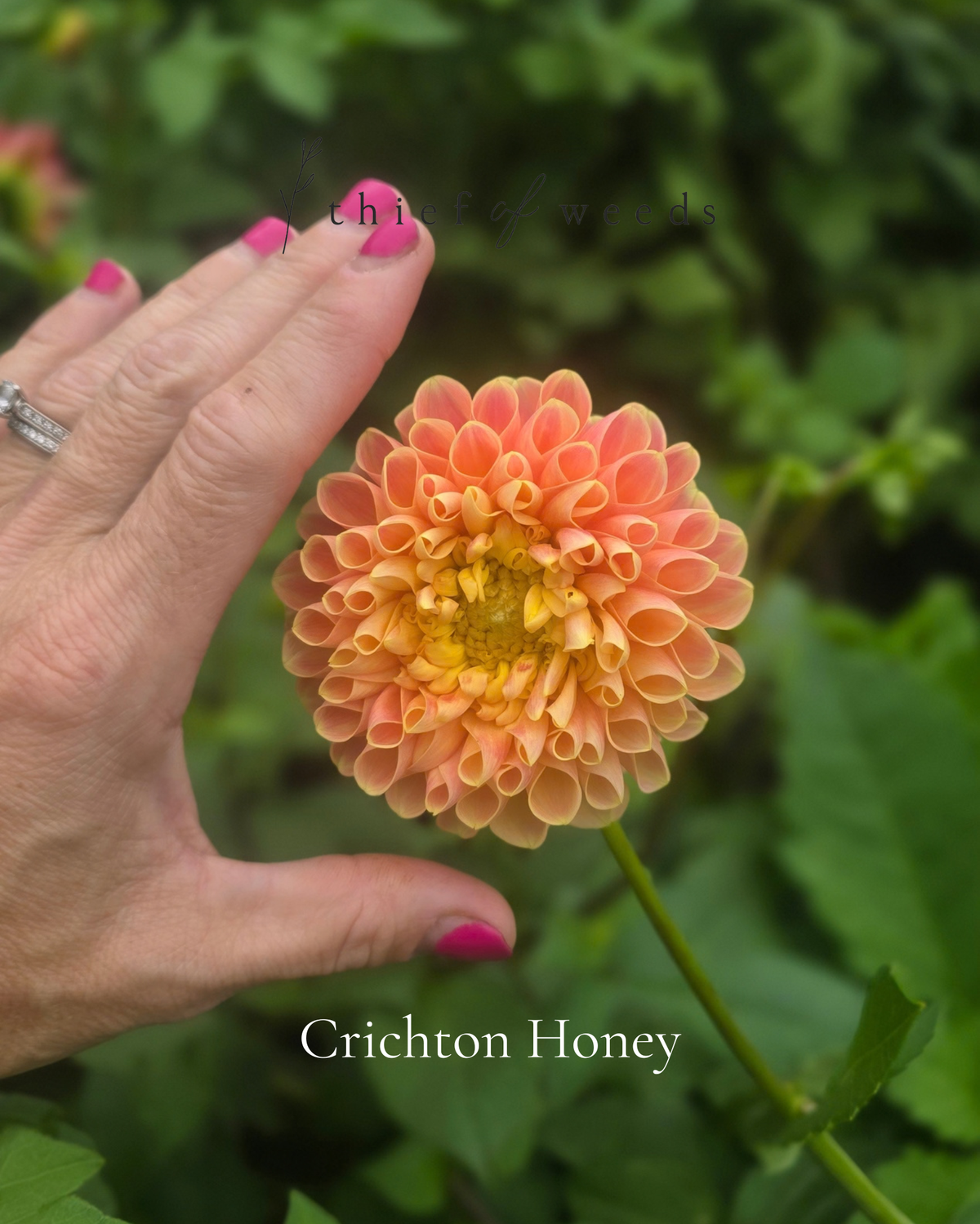 Crichton Honey