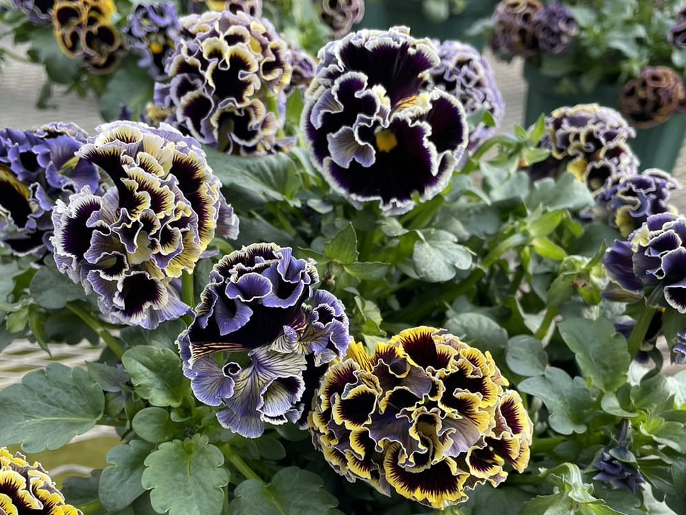 Dawn to Dusk Pansy by Isao Sato